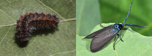 Chiavi di identificazione degli Zygaenidae d''Italia